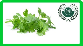 Fresh Coriander 